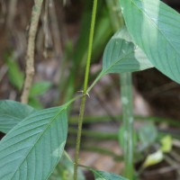 Mussaenda frondosa L.